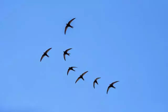 Picture 5 of Why do migratory birds not always stay in the South but have to 'work hard' to fly to the North when the cold season is over?
