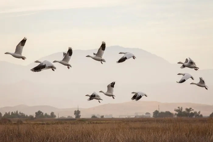 Picture 1 of Why do migratory birds often have lighter feathers than usual?