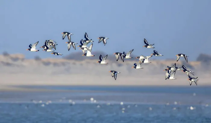 Picture 2 of Why do migratory birds often have lighter feathers than usual?