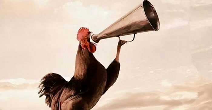 Picture 1 of Why do roosters always crow at the same time every day?