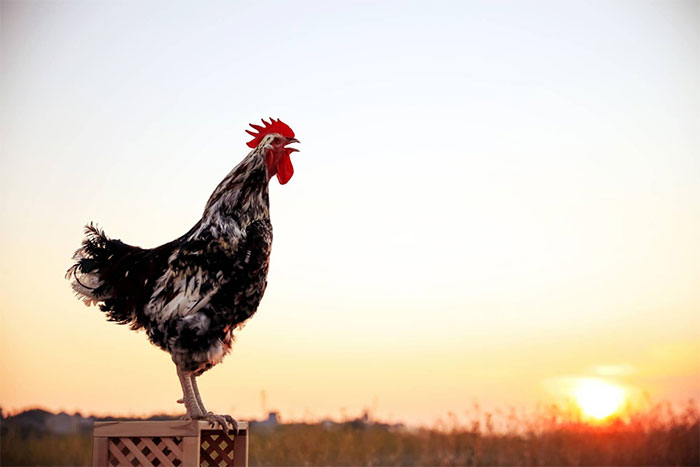 Picture 2 of Why do roosters always crow at the same time every day?