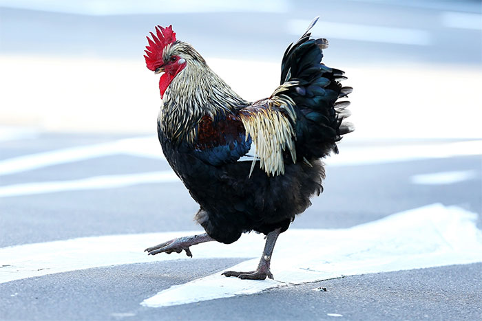 Picture 3 of Why do roosters always crow at the same time every day?