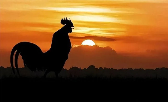 Picture 4 of Why do roosters always crow at the same time every day?