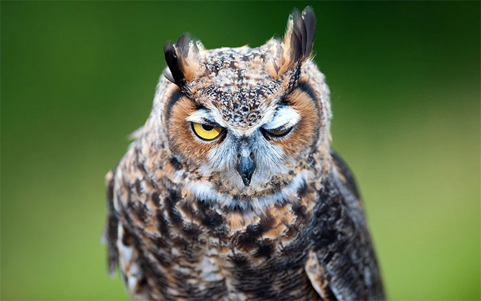 Picture 1 of Why do some animals open one eye when they sleep? Can humans do that?