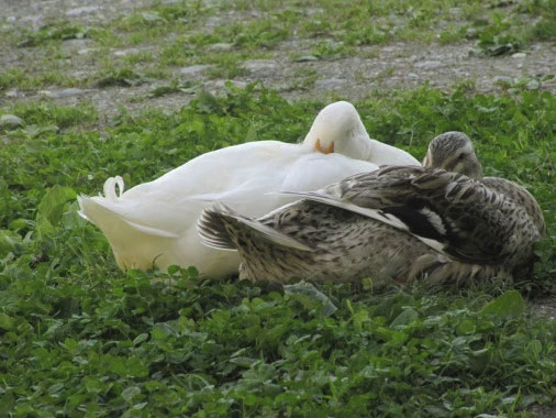 Picture 2 of Why do some animals open one eye when they sleep? Can humans do that?