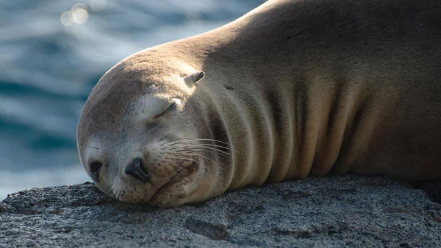 Picture 3 of Why do some animals open one eye when they sleep? Can humans do that?