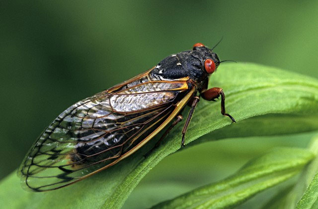 Picture 2 of Why do some cicadas only emerge once every 17 years?