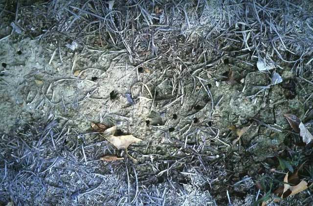 Picture 4 of Why do some cicadas only emerge once every 17 years?