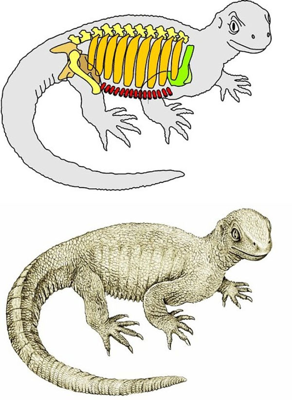 Picture 7 of Why do turtles have shells?