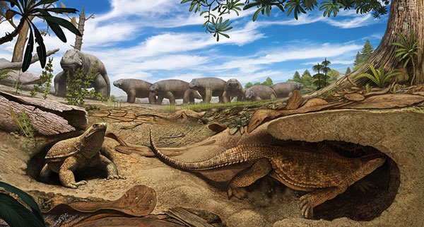 Picture 8 of Why do turtles have shells?