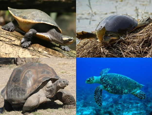 Picture 9 of Why do turtles have shells?
