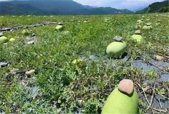 Picture 3 of Why do watermelon farmers put a rock on top of the watermelon?