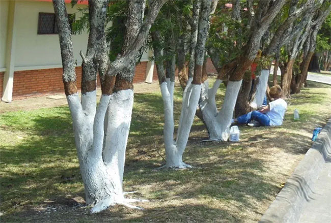 Why do we paint tree trunks white? Picture 1