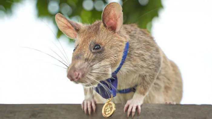 Why does Cambodia mourn a mouse that has just died? Picture 1