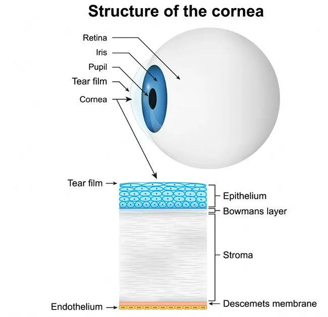 Picture 1 of Why does sleep loss make our eyes itchy?