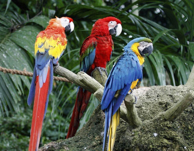 Picture 1 of Why does the tropics have such high biodiversity?