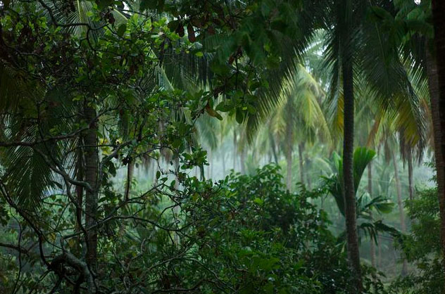 Picture 2 of Why does the tropics have such high biodiversity?