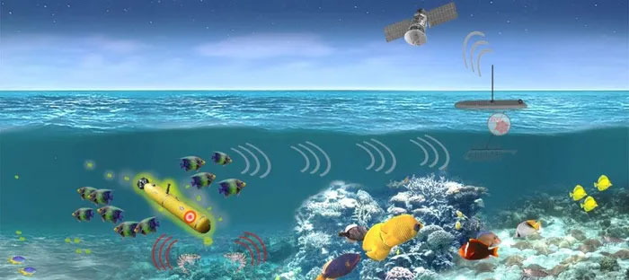 Why does the US Navy listen to the sound of giant groupers and crayfish? Picture 1