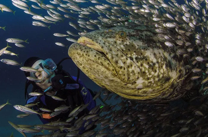 Why does the US Navy listen to the sound of giant groupers and crayfish? Picture 2