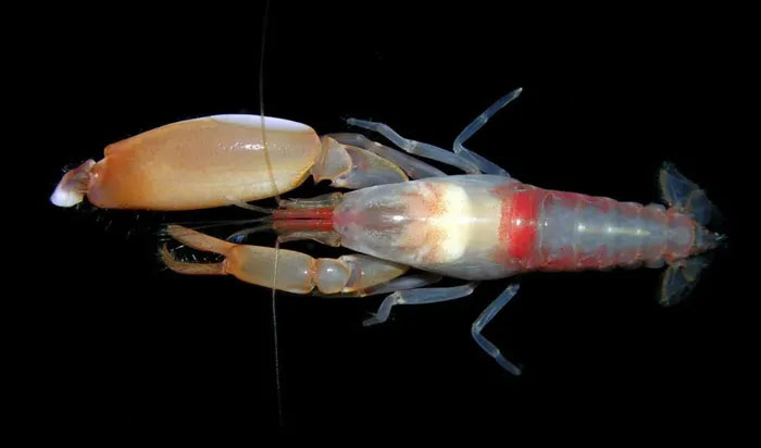 Why does the US Navy listen to the sound of giant groupers and crayfish? Picture 3