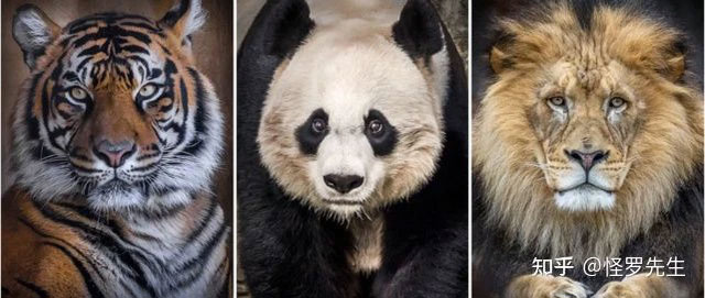 Why don't lions and tigers eat pandas? Picture 1