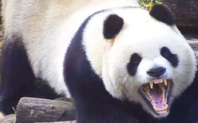 Why don't lions and tigers eat pandas? Picture 2