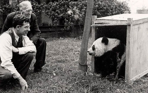 Why don't lions and tigers eat pandas? Picture 3