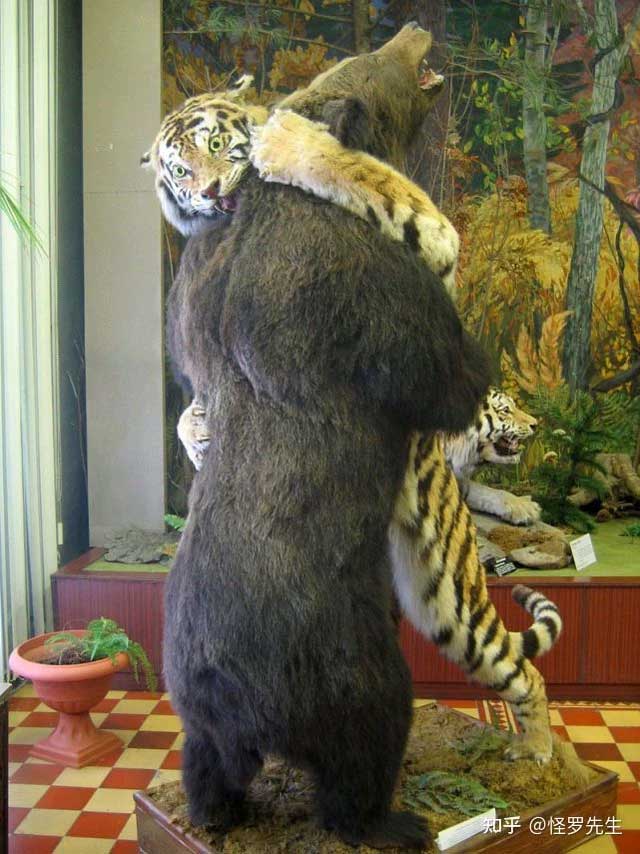 Why don't lions and tigers eat pandas? Picture 5
