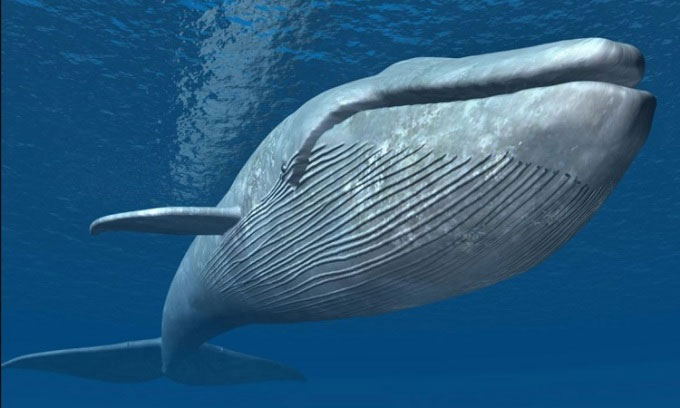 Picture 1 of Why don't whales drown when they fill their mouths with water?