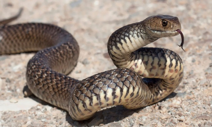 Picture 1 of Why is Australia full of poisonous animals?