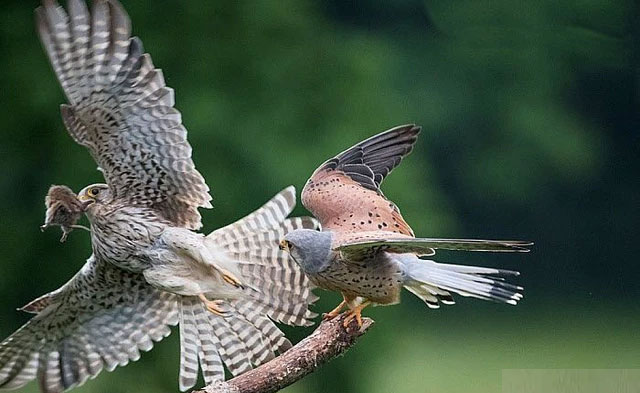 Why is it that with beasts, males are always larger than females, while in raptors the opposite is true? Picture 4
