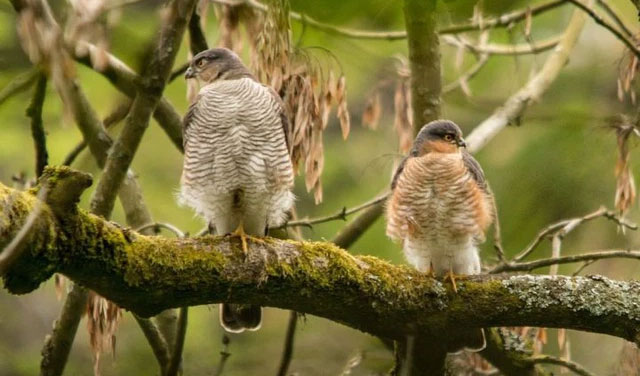 Why is it that with beasts, males are always larger than females, while in raptors the opposite is true? Picture 5
