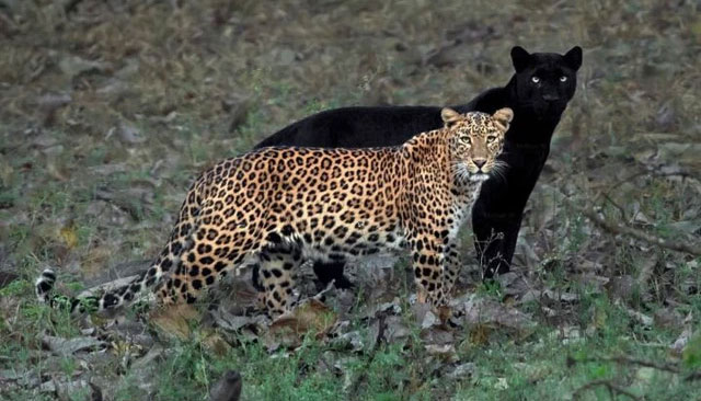 Why is it that with beasts, males are always larger than females, while in raptors the opposite is true? Picture 6