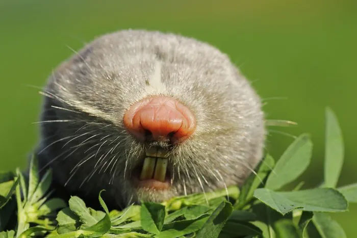 Why is the blind mole considered one of the strangest creatures on Earth? Picture 1