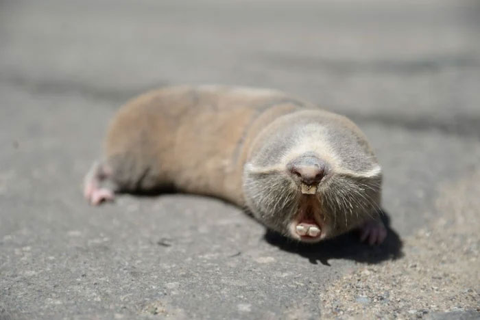 Why is the blind mole considered one of the strangest creatures on Earth? Picture 2