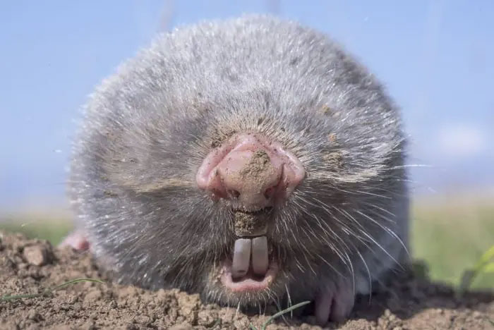 Why is the blind mole considered one of the strangest creatures on Earth? Picture 3