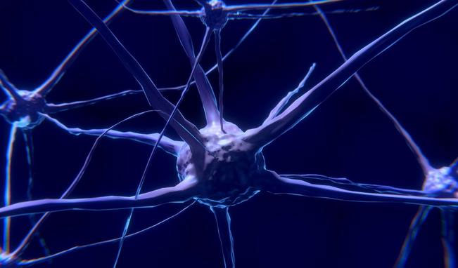 Picture 2 of Why is the brain the largest energy consumer in the body?