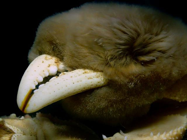 Picture 3 of Why is the EU spending so much money hunting and destroying millions of Chinese hairy crabs?