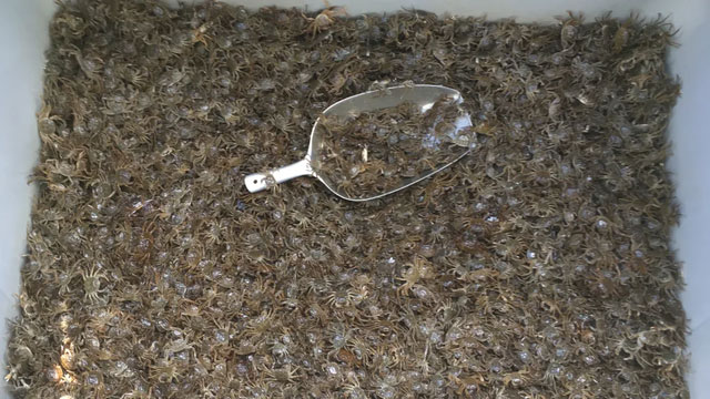 Picture 5 of Why is the EU spending so much money hunting and destroying millions of Chinese hairy crabs?