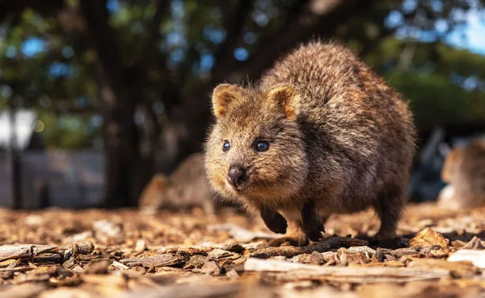 Picture 4 of Why is the 'happiest animal in the world' endangered?