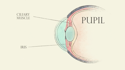 Why is the pupil of a cat vertical and the pupil of a goat horizontal? Picture 1