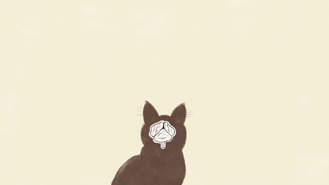 Why is the pupil of a cat vertical and the pupil of a goat horizontal? Picture 3