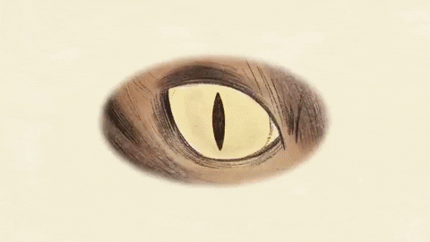 Why is the pupil of a cat vertical and the pupil of a goat horizontal? Picture 9