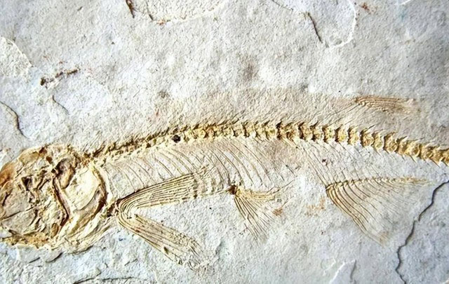 Picture 1 of Why were more than 200 fish 'sealed' at the same time in a fossil from 50 million years ago?