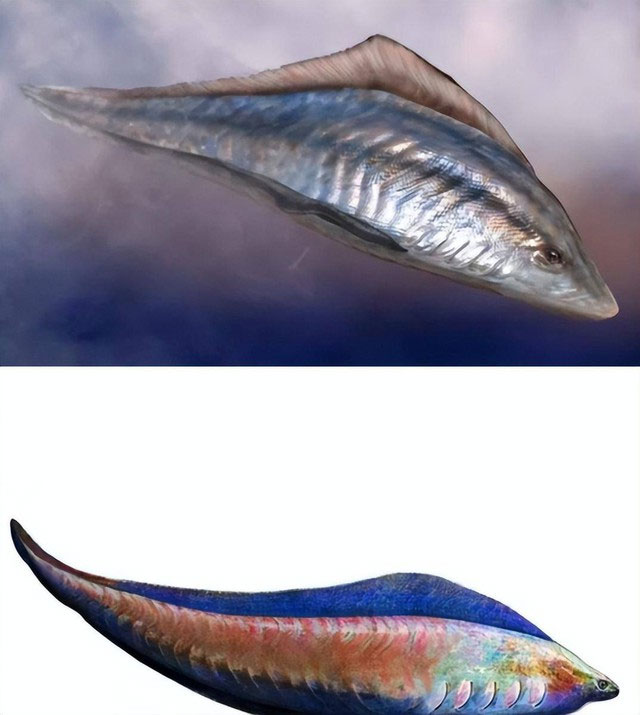 Picture 2 of Why were more than 200 fish 'sealed' at the same time in a fossil from 50 million years ago?