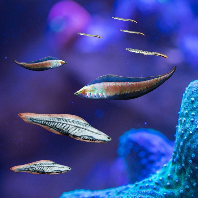 Picture 3 of Why were more than 200 fish 'sealed' at the same time in a fossil from 50 million years ago?