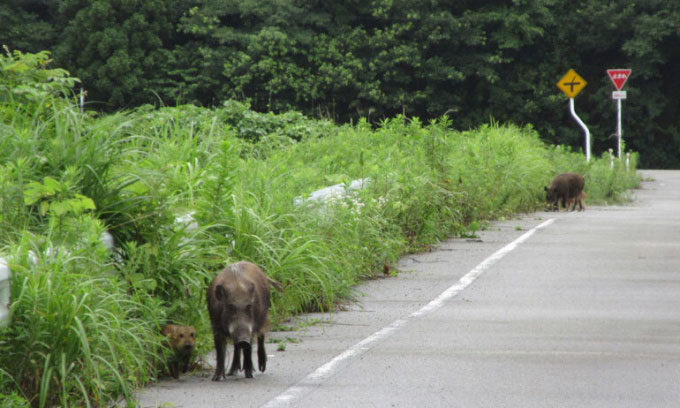 Picture 1 of Wild 'paradise' nearly 40 years after the Chernobyl nuclear disaster