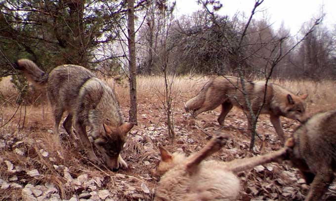 Picture 2 of Wild 'paradise' nearly 40 years after the Chernobyl nuclear disaster
