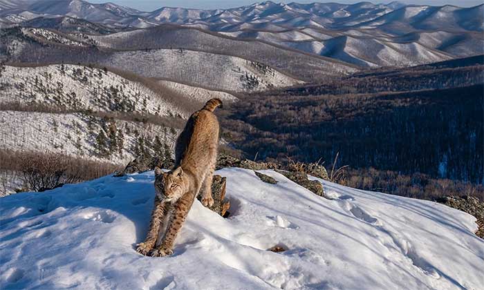 Wildlife Photography Contest Winners Picture 10