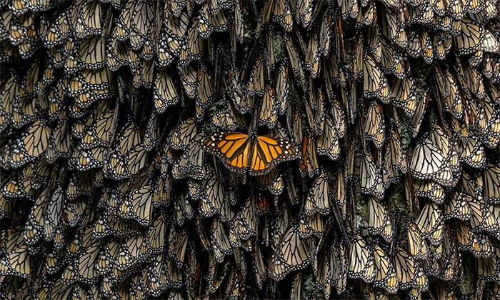 Wildlife Photography Contest Winners Picture 11